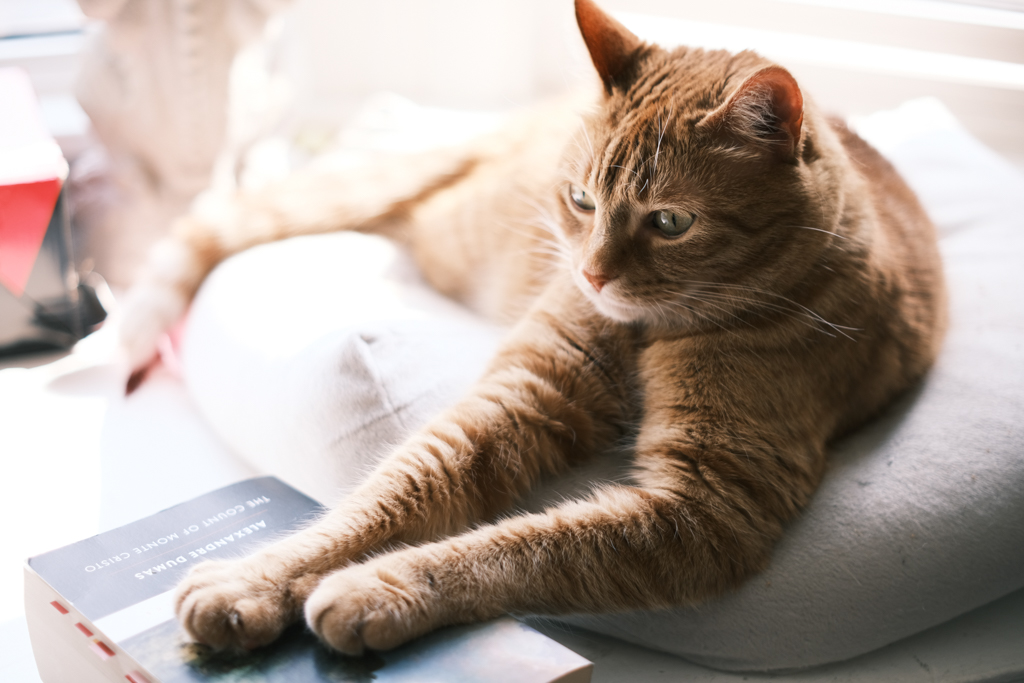 Sampson Breadworth the Third, an orange cat, sits on a cusion by a window, his paws daintily resting on a copy of the Count of Monte Cristo.