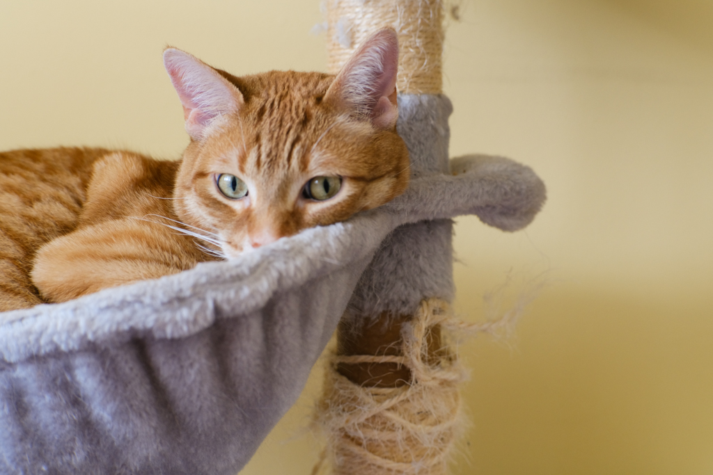 Moth, an orange cat, sitting in his hammock on the cat tree. He is playing it cool for the camera, but wants to go back to sleep.