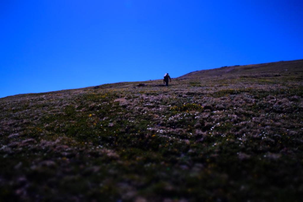 A man hikes up the side of an alpine tundra covered in wildflowers, against an impossibly blue sky.