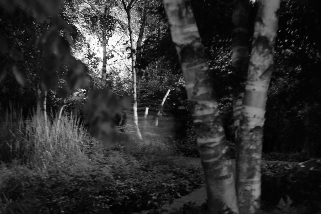 A nighttime shot of a park with a ghostly streak moving through it.