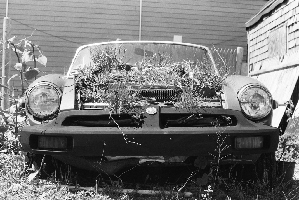 A broken-down car, transformed into a makeshift garden, has all manner of vegetation growing where its engine used to be.