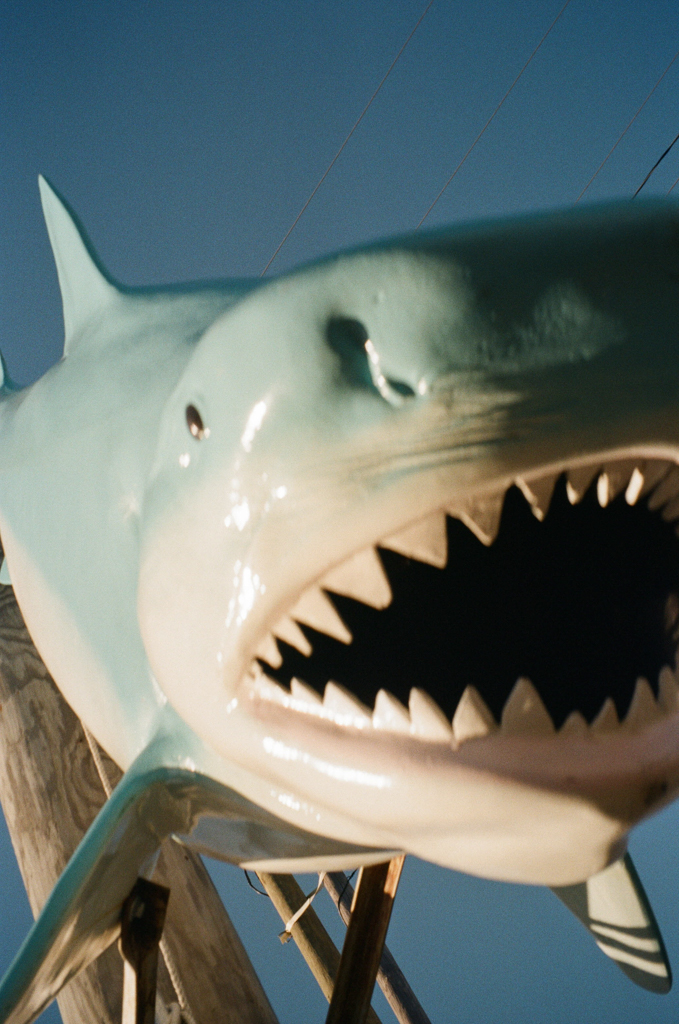 A fiberglass shark lunges toward the camera, blurred from its ferocious speed.