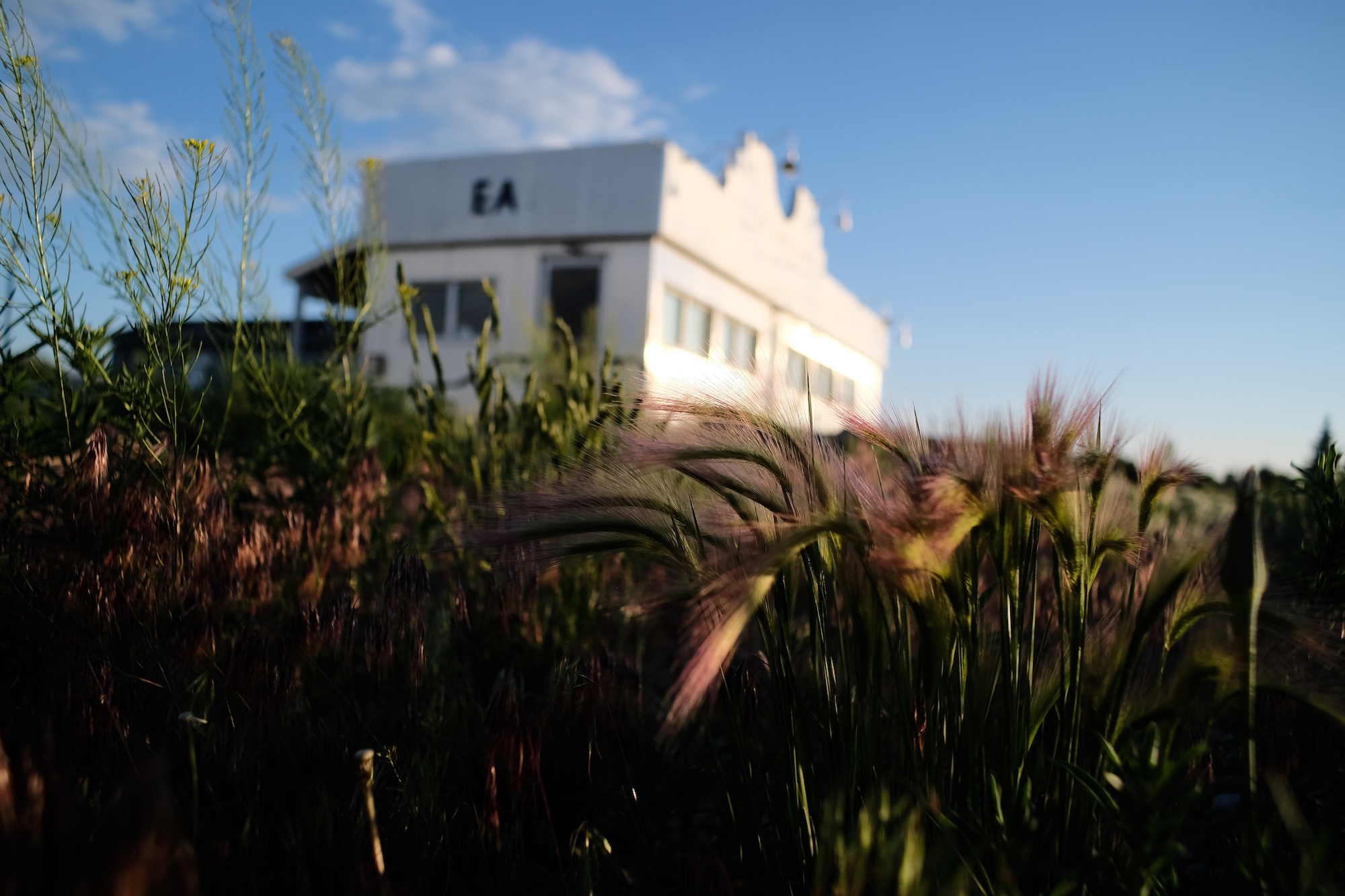 Wyoming prairie grasses in the foreground, with a blurry abandoned diner in the background.