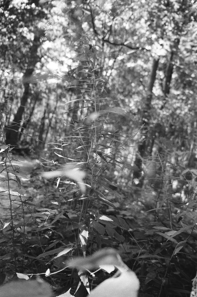 Black and white. A sprout in a forest blends in the foliage around it, creating a texture of whisp and flicker.